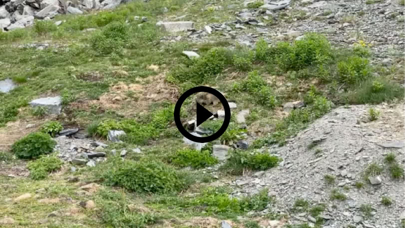 Lire la vidéo